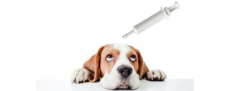 Application of syringe on pet nutrition cream