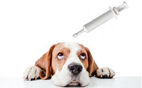 Application of syringe on pet nutrition cream